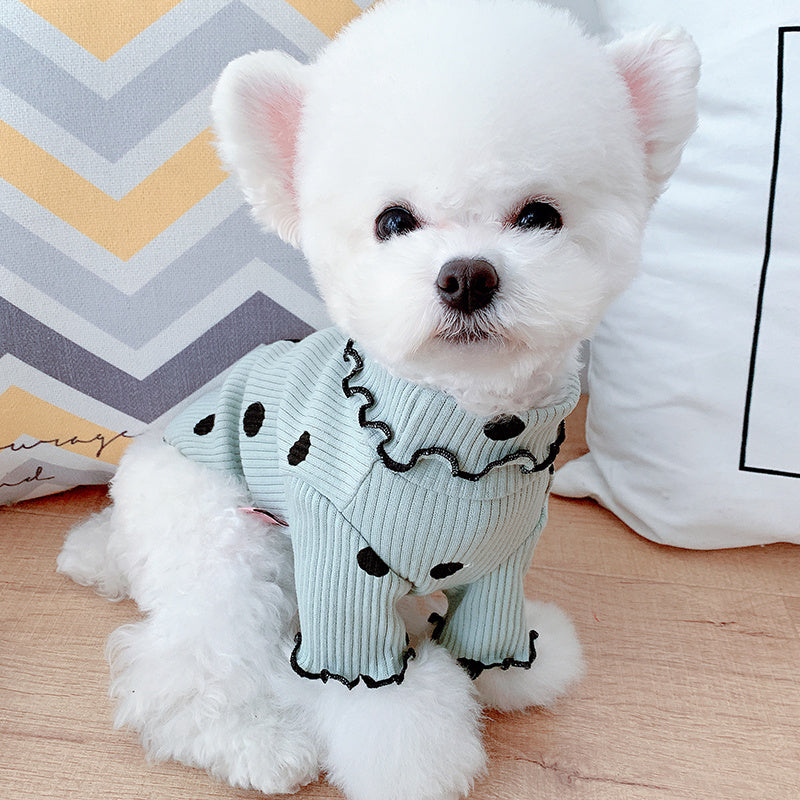 Small white dog wearing a light blue sweater with black polka dots on a wooden floor.